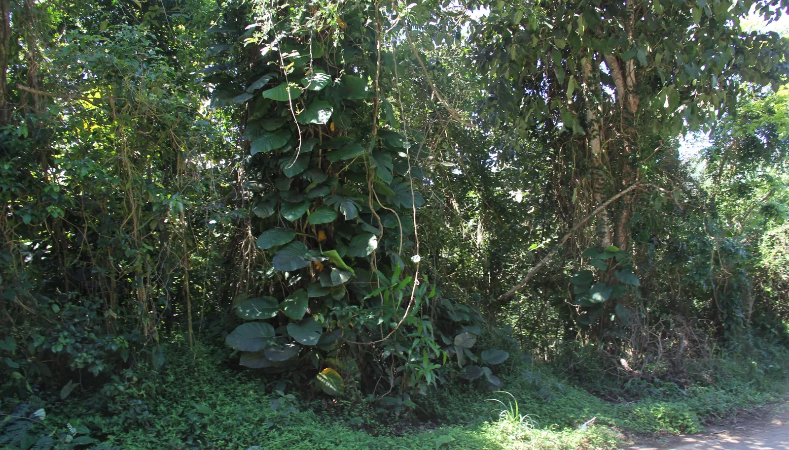 Image 19