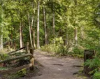 Tranquil wooded trail.
