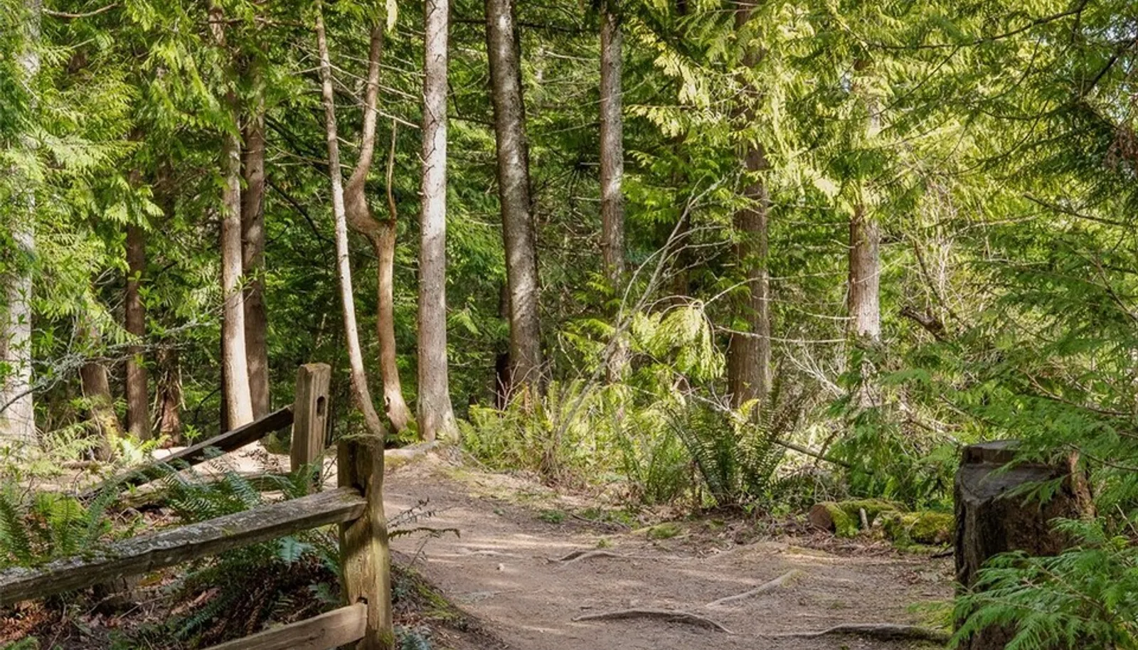 Tranquil wooded trail.