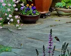 the morning humming bird having a visit
