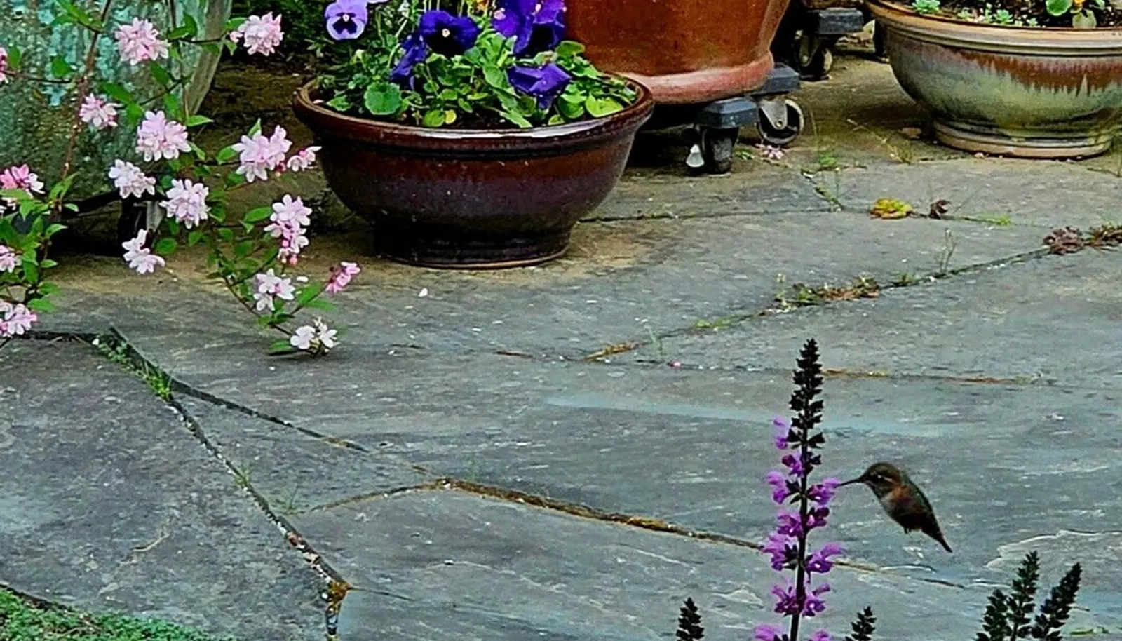 the morning humming bird having a visit