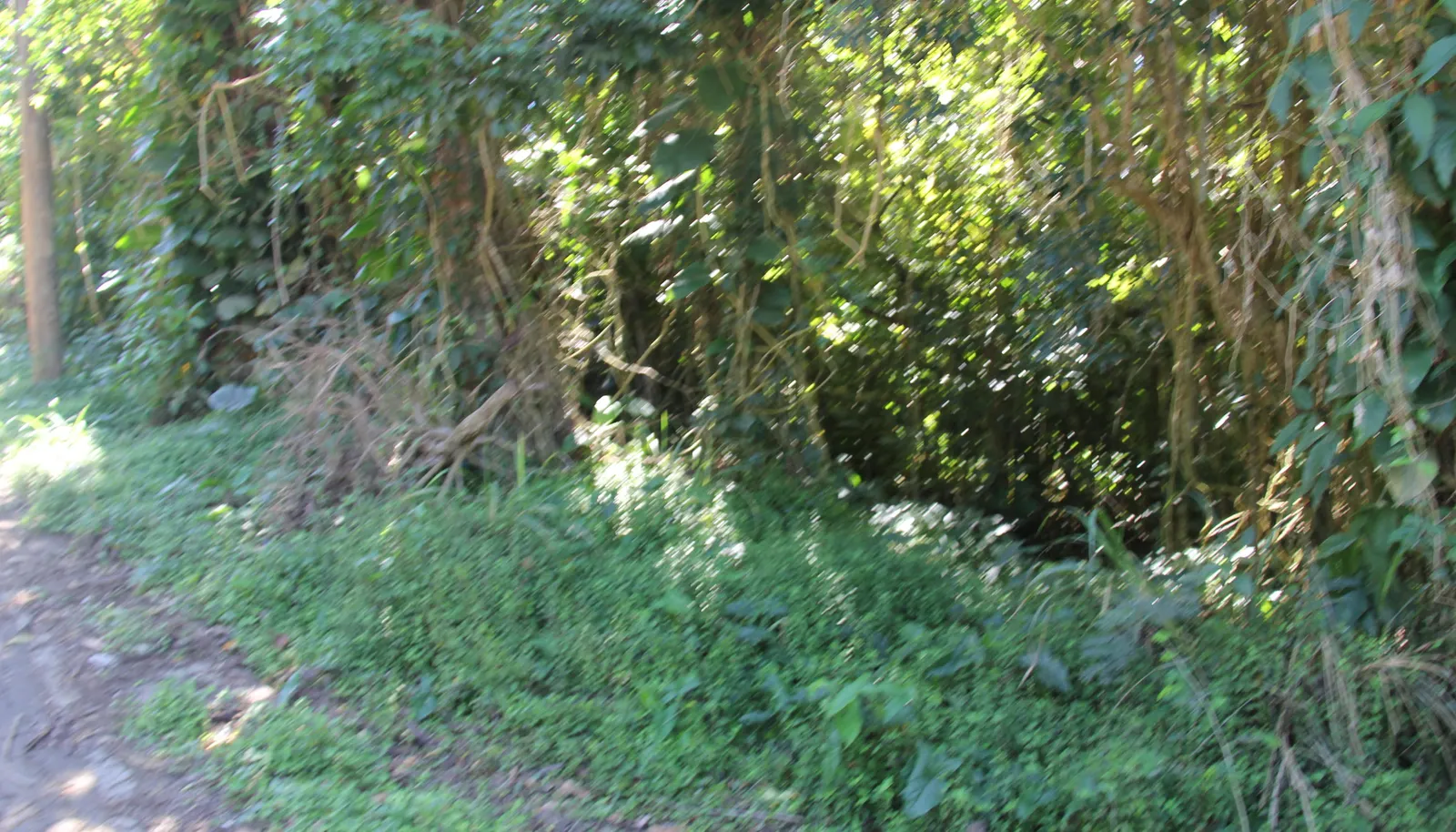 Image 20