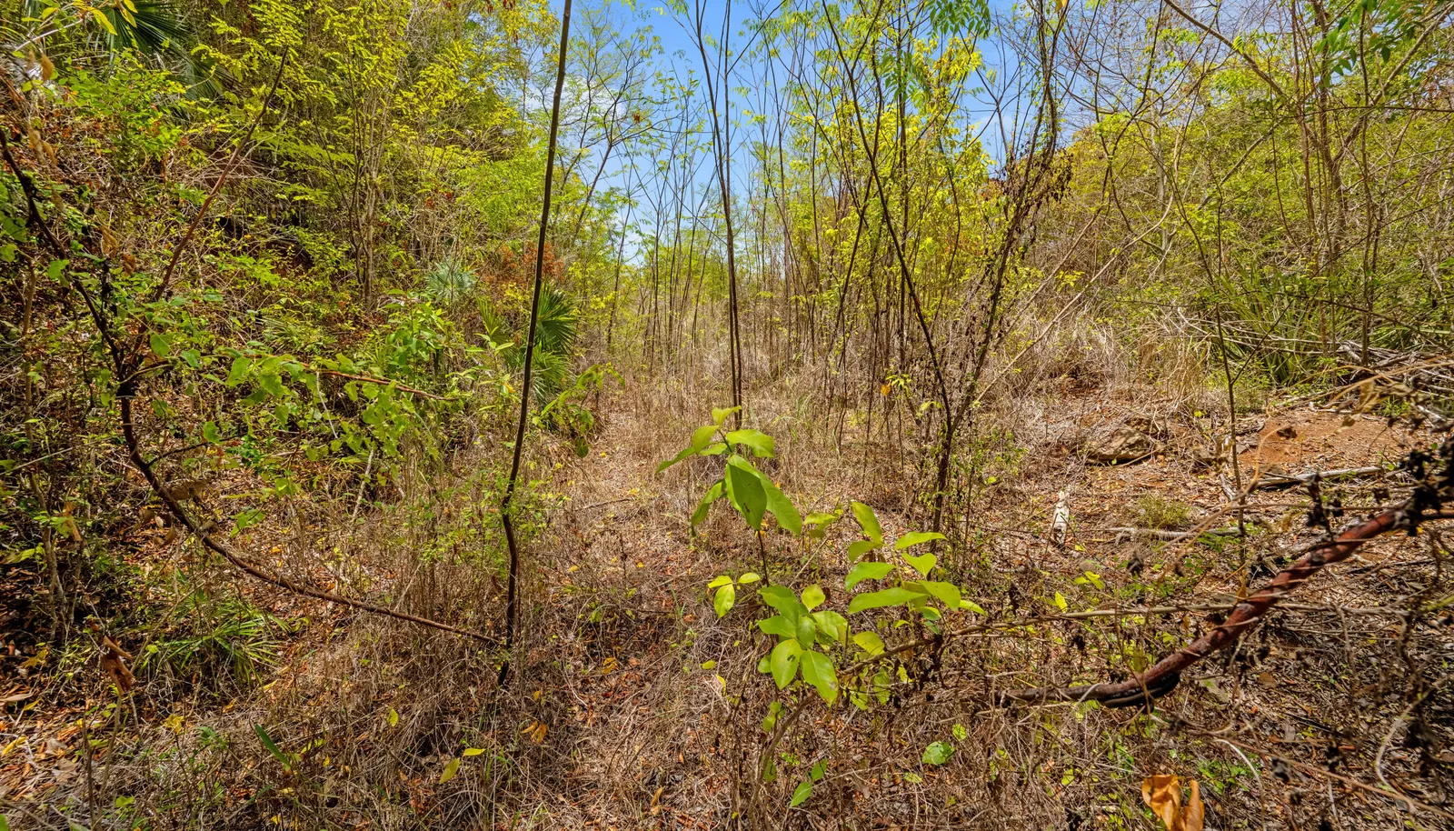 Image 65