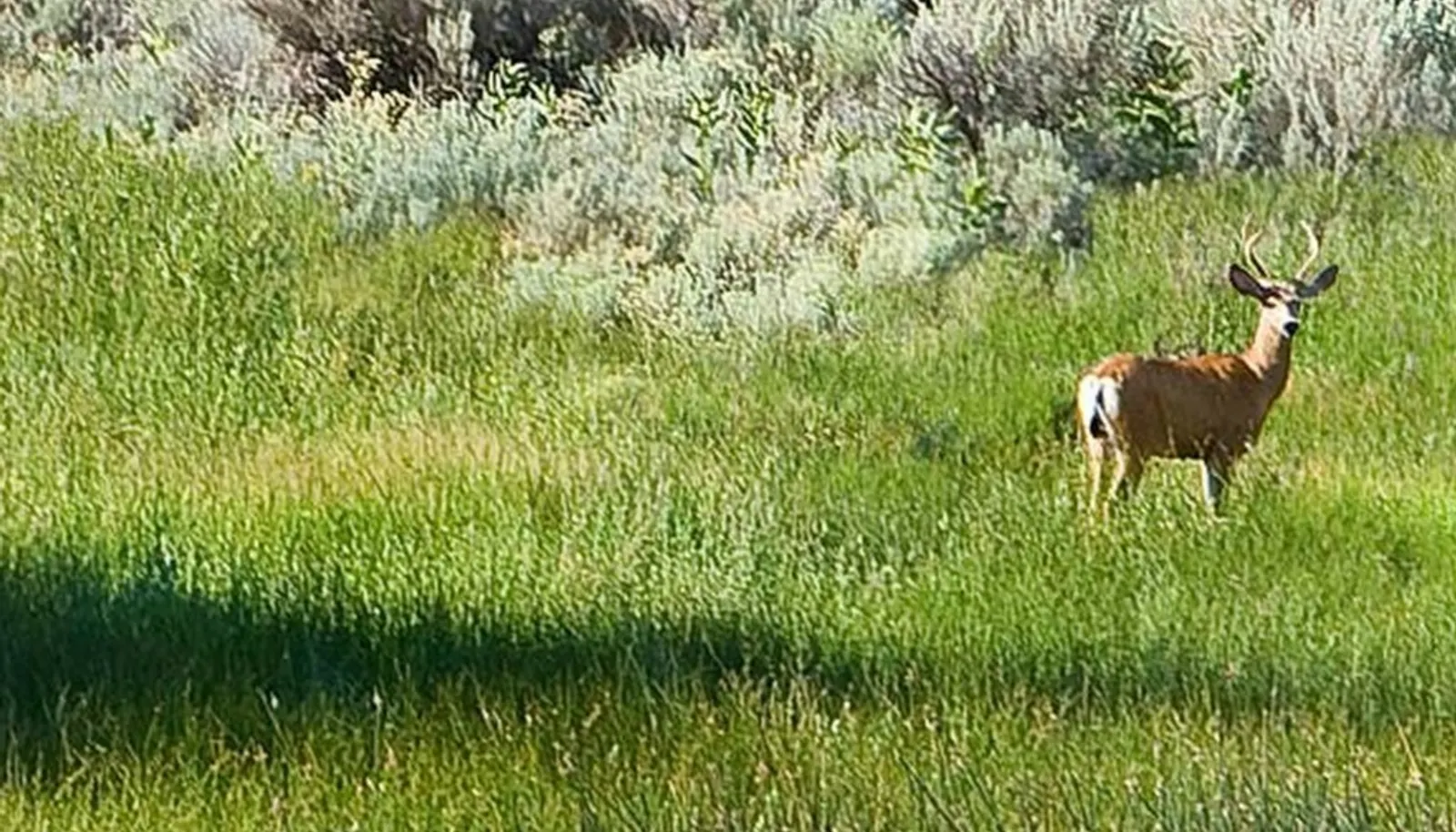 Abundant deer and wildlife. Abundant deer and wildlife.