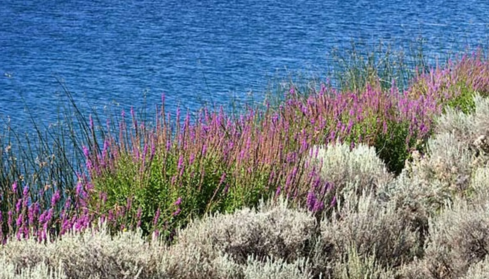 Spring wild flowers flourish around the three lakes. Spring wild flowers flourish around the three lakes.