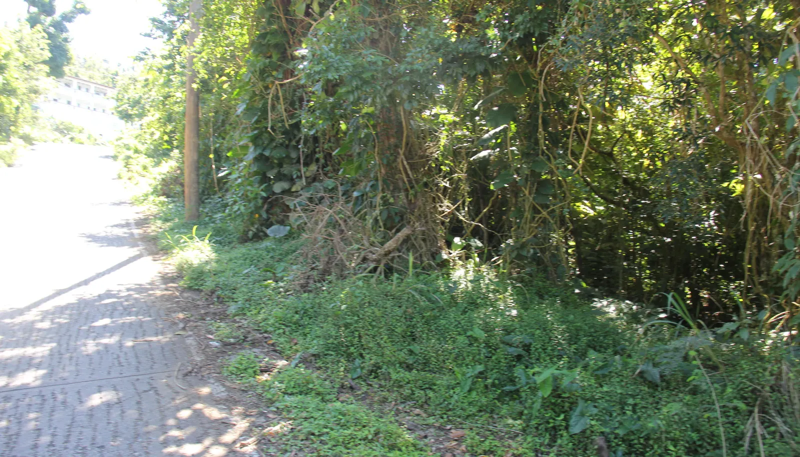 Image 21